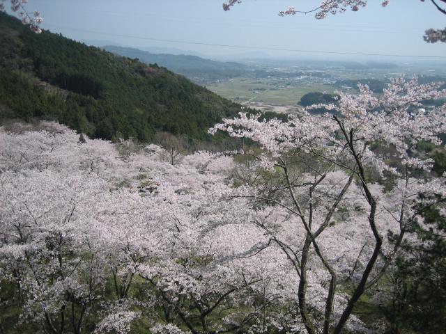 仲哀峠の桜